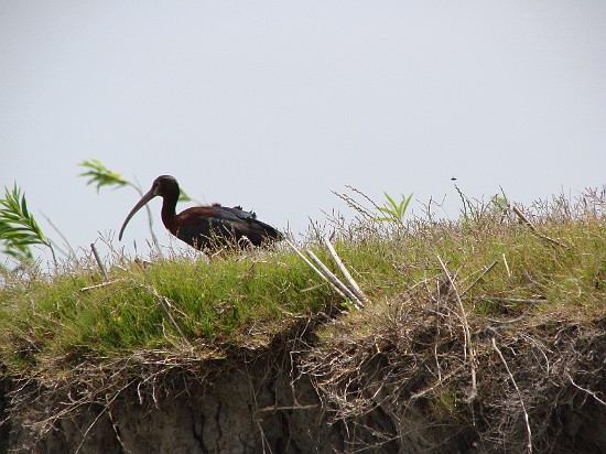 5-Monte de los umbues-ibis.jpg